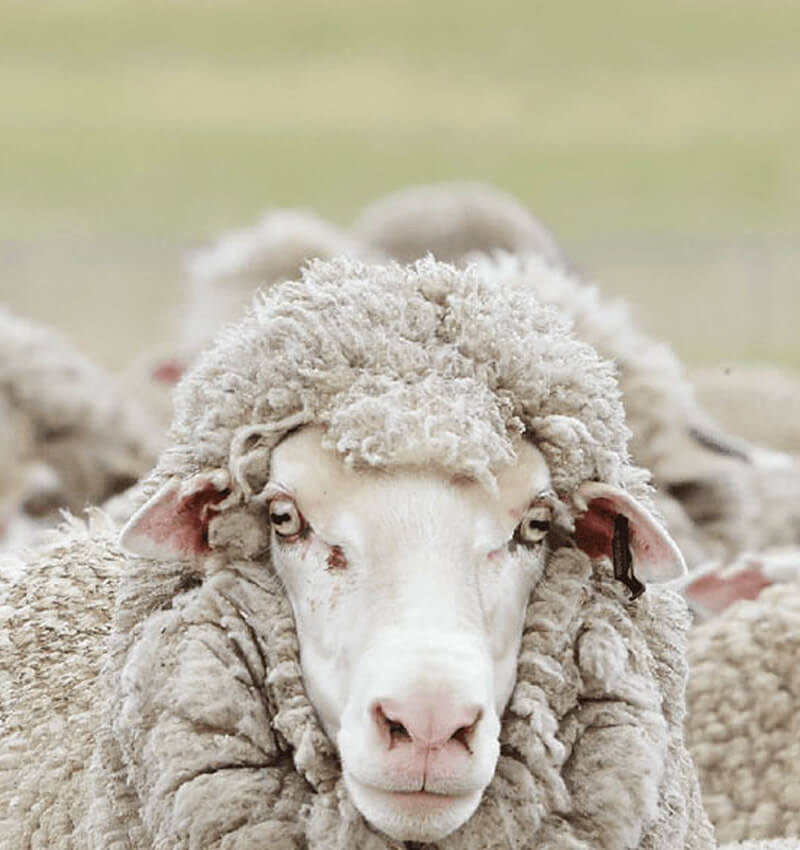 Australian Wool Innovation
